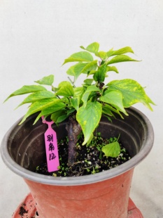 【湖西梅园】12梅接梅花山正版别角晚水梅三年苗盆栽熟桩一物一拍