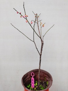 【湖西梅园】28原生荷花玉蝶梅花扦插两年小苗熟桩一物一拍