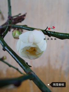 【絮影】梅接残雪垂枝梅花两年苗地栽现挖现发