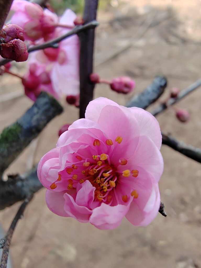 原生美人梅梅花扦插六年老桩耐寒品种地栽现挖现发