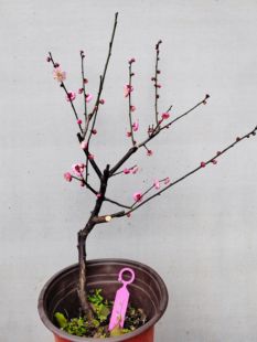 【湖西梅园】2原生二红宫粉梅花扦插五年老桩盆养熟桩一物一拍