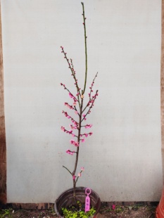 【湖西梅园】6原生南阳红羽扦插三年苗熟桩高杆精品小树一物一拍