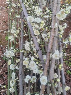 【湖西梅园】梅花鲜切花红梅绿梅白梅粉梅单瓣插花花束花枝梅花香