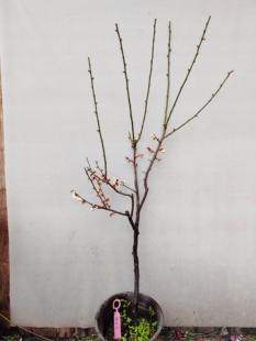 【湖西梅园】5原生雨山玉蝶梅扦插五年老桩盆养熟桩高杆一物一拍