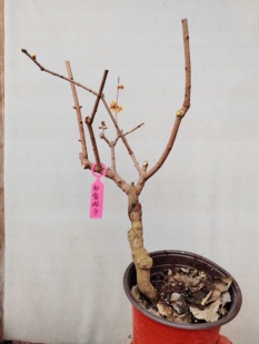 【湖西梅园】3嫁接红香妃腊梅四年老桩现挖生桩一物一拍