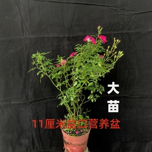 玫瑰花重瓣灌木植物阳台四季 大苗超微红迷你紫红微姬月季 开花盆栽