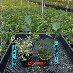 八重法莲栀子花小叶寿星金边斑入盆栽栀子花重瓣浓香多季开花绿植