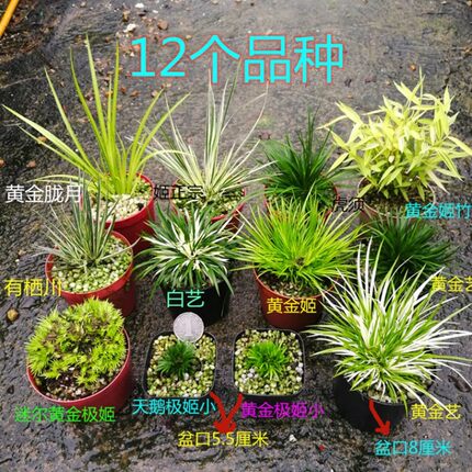 水培菖蒲草微型盆景金钱贵船苔随手香室内好养附石造景绿植小盆栽