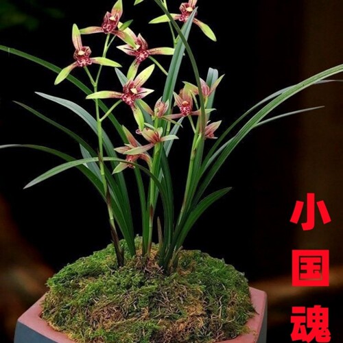 建兰小国魂浓香带花苞室内好养兰