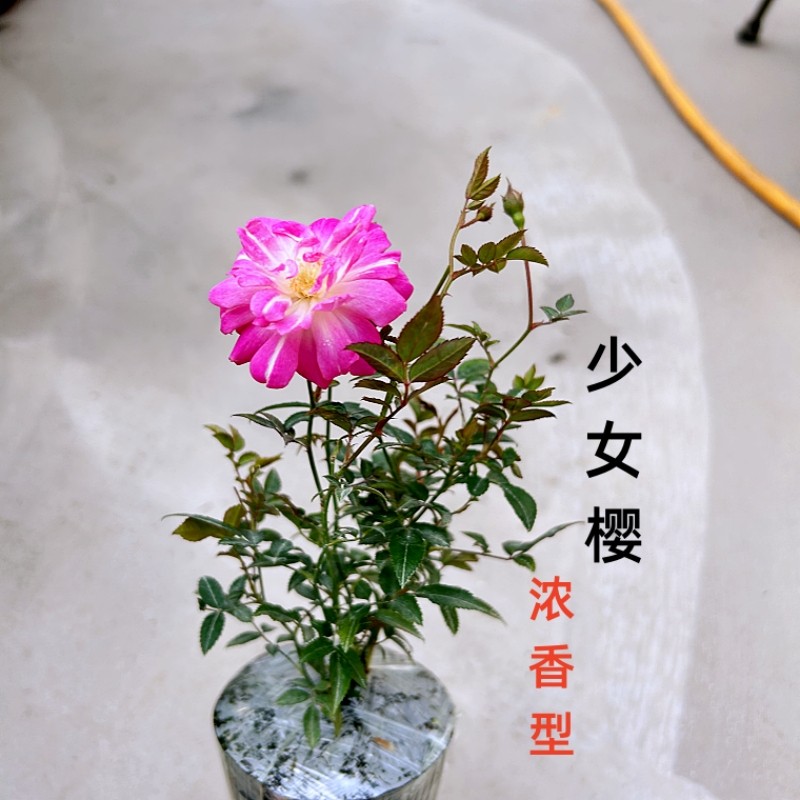 姬月季日本姬乙女四季开花迷你微盆栽超微蔷薇室内阳台盆景花卉,鲜花速递/花卉仿真/绿植园艺,月季/蔷薇/玫瑰,淘宝优惠券,粉丝福利购,淘宝优惠卷