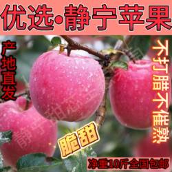 甘肃静宁苹果红富士高山苹果脆甜自产自销果农直发无任何添加