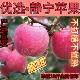甘肃静宁苹果红富士高山苹果脆甜自产自销果农直发无任何添加