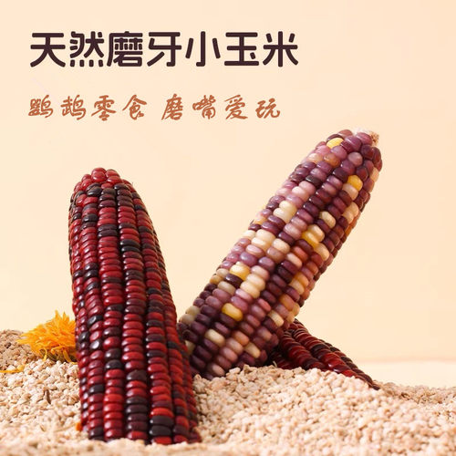 鹦鹉磨牙玉米棒营养天然小干玉米棒鸟食饲料鸟磨嘴啃咬零食玩具
