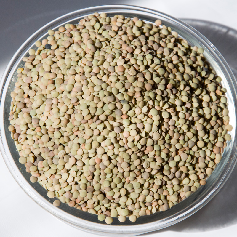 甘肃会宁特产农家小扁豆五谷杂粮扁豆子兵豆生豆芽菜灰豆饭1斤装