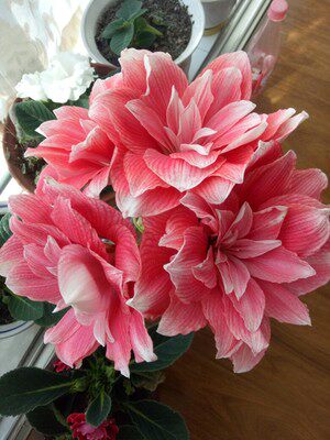 双梦荷兰花园艺朱顶红