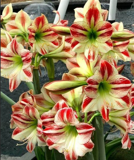 现货 氛围 荷兰进口朱顶红种球 多年生 荷兰花园艺 满268元送盲