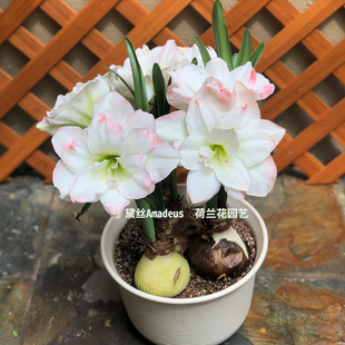 现货 糖果黛丝/黛丝 秘鲁朱顶红种球 荷兰花园艺 满268元送盲盒