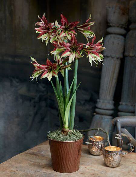 神秘迪卡进口朱顶红荷兰花园艺