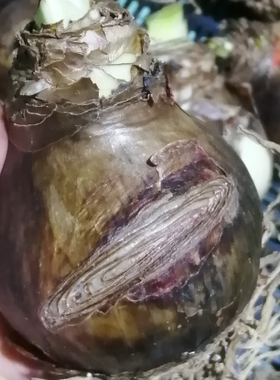 朱顶红残次球一 无售后不包对版 拍下为接受