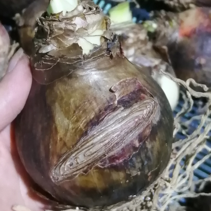 进口朱顶红残次球（一）