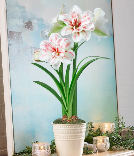 现货 水彩/水彩画 荷兰进口重瓣朱顶红 荷兰花园艺 满268元送盲盒