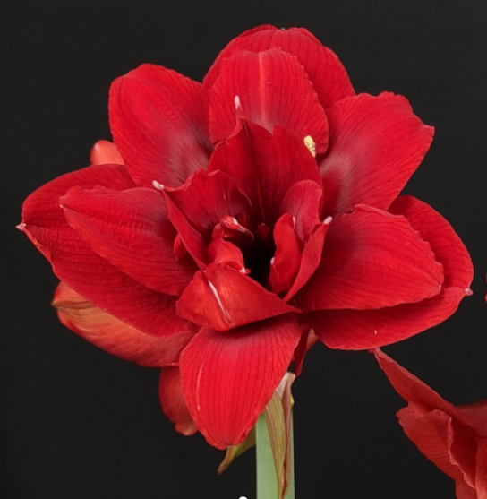 迪卡女王/蒂卡女王秘鲁朱顶红