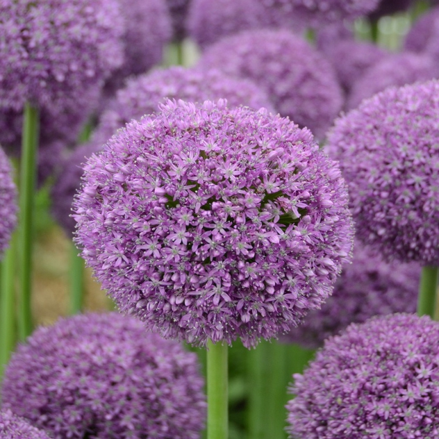 现货 大花葱 大使 荷兰进口大花葱种球 满268元赠盲盒