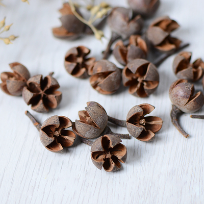 【开心十字果】天然干花果实 创意手工DIY制作配饰森系饰品圣诞花