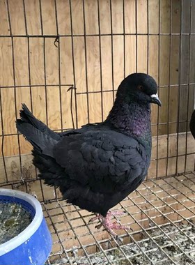 纯种大体公斤元宝鸽子特大一对正宗活体宠物肉鸽种鸽成年可长到8w