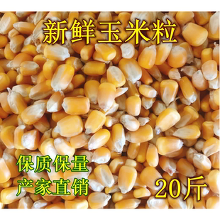 包邮 2025粮农家20斤装 玉米粒鸽子粮酿酒鸡鸭鹅等饲料打窝喂鱼19省