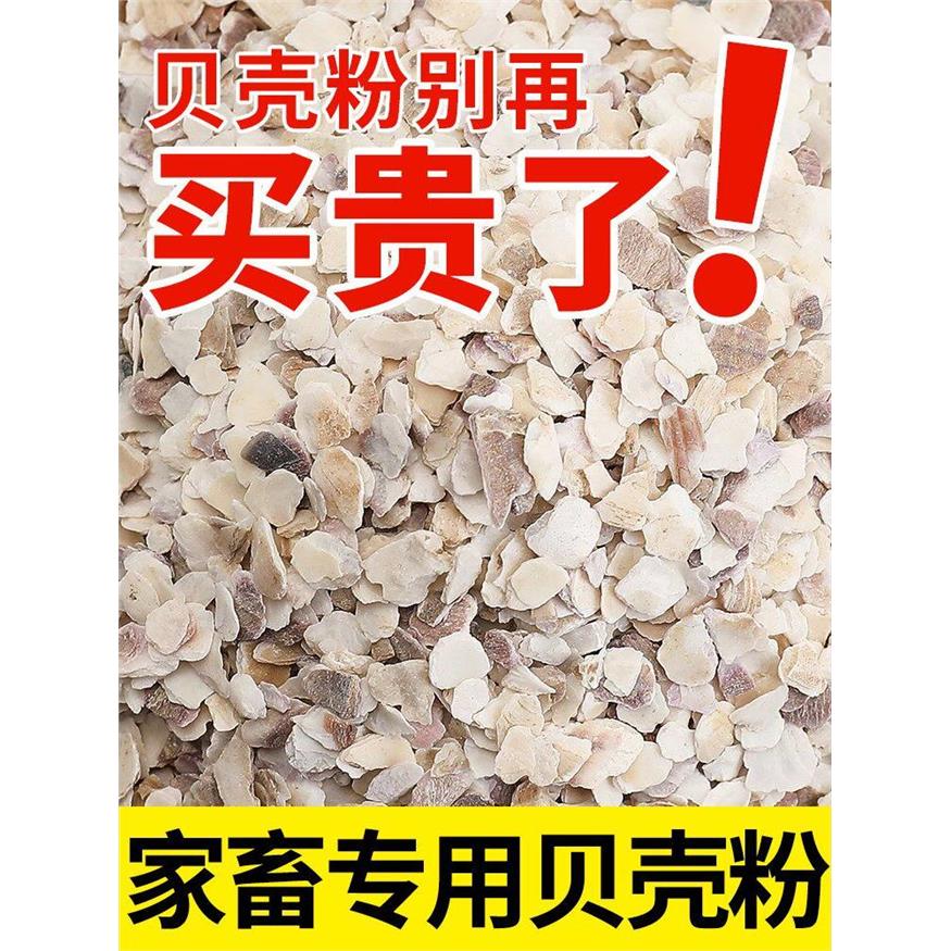 高钙贝壳粉饲料牡蛎鸡用
