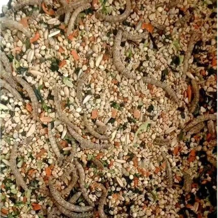 芦丁鸡专用粮食产蛋宠物卢丁鸡饲料正大鹌鹑幼雏小鸡开口颗粒900S
