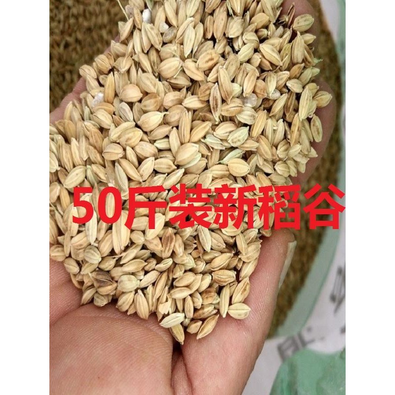 人工筛选农家稻谷水稻鸡鸭鸟食鸽子饲料仓鼠宠物带壳谷子50斤包邮