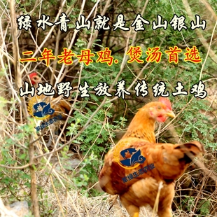 散养老母鸡土鸡农家走地鸡草鸡柴鸡笨鸡新鲜现杀月子鸡