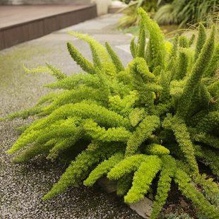 狐尾天门冬盆栽苗花卉庭院阳台多年生常绿蔓性草本垂吊花卉绿植物