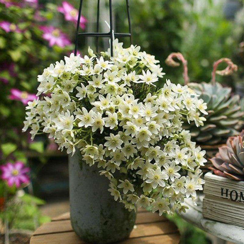 银币铁线莲盆栽花苗四季常绿早花型庭园阳台藤本攀援垂吊花卉植物