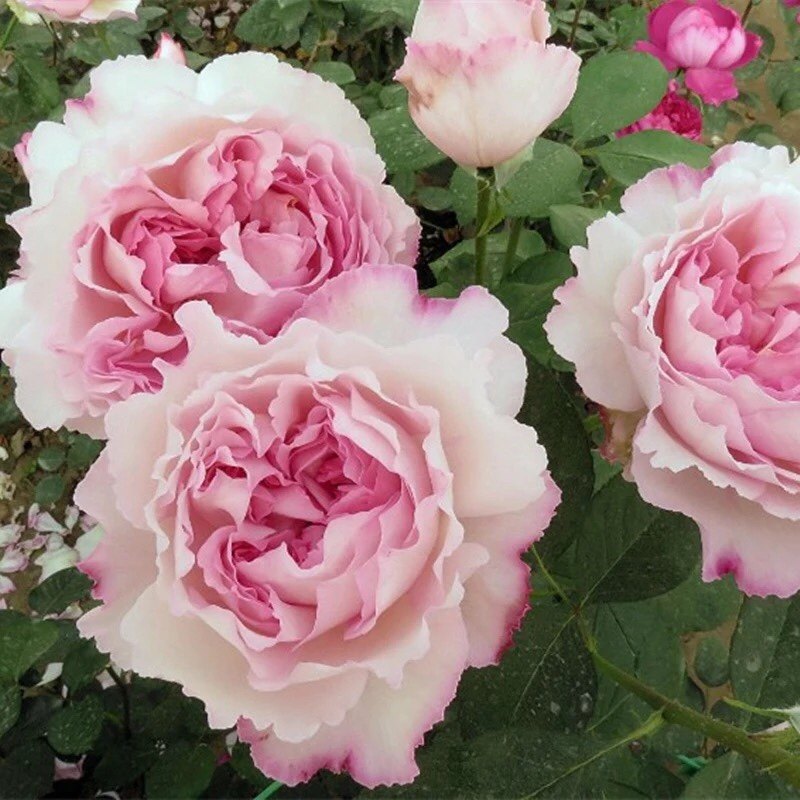 伊芙芳香催眠月季花大苗特大花浓香盆栽阳台四季勤花植株开花性好