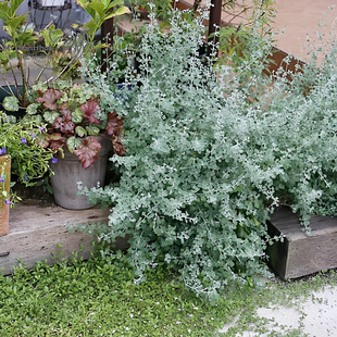 银叶仓鼠盆栽布什浆果藜多年生银灰色小灌木耐热耐寒常绿观叶植物