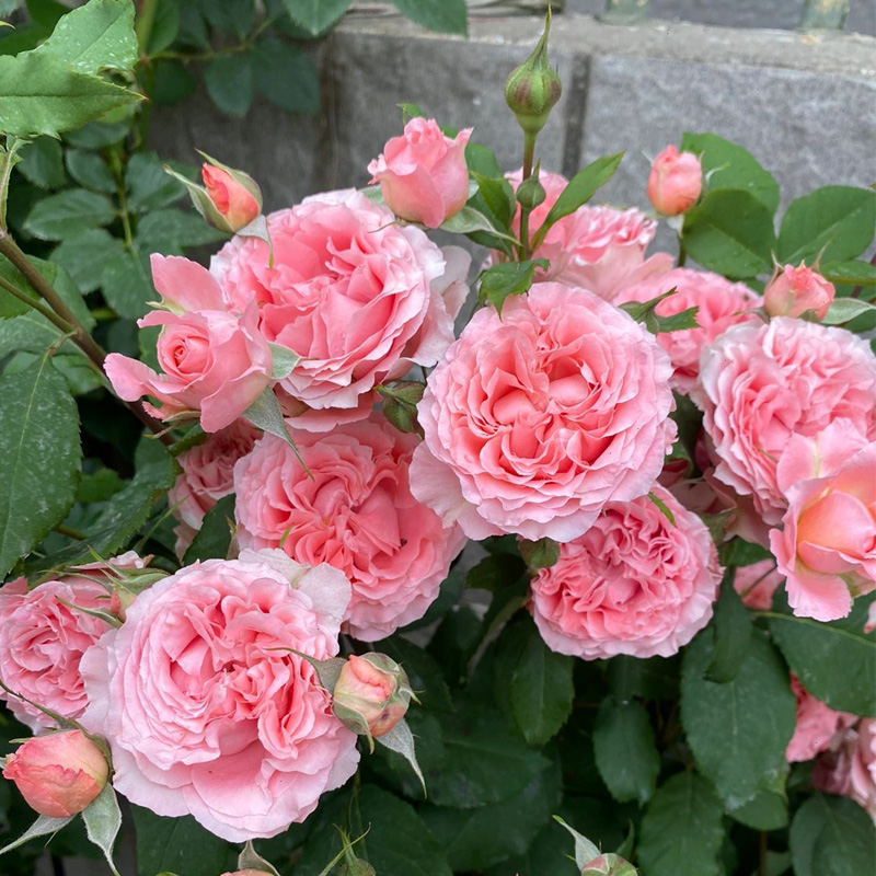 珊瑚果冻月季花苗粉色特大花浓香阳台庭院花卉四季玫瑰不垂头耐晒-封面