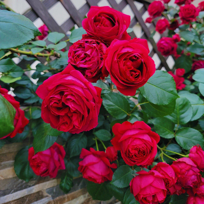 红色龙沙宝石藤本月季花大苗特大花浓香四季庭院爬藤植物红龙蔷薇,鲜花速递/花卉仿真/绿植园艺,月季/蔷薇/玫瑰,淘宝优惠券,粉丝福利购,淘宝优惠卷