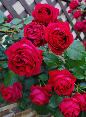 红色龙沙宝石藤本月季花大苗特大花浓香四季庭院爬藤植物红龙蔷薇