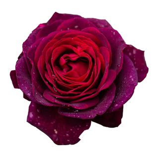 不眠之夜月季花大苗盆栽黑鱼子酱切花玫瑰大花浓香多季开花卉植物