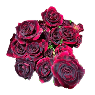 紫罗兰玫瑰花苗盆栽暗黑大花品种月季阳台庭院别墅观花绿植物花卉