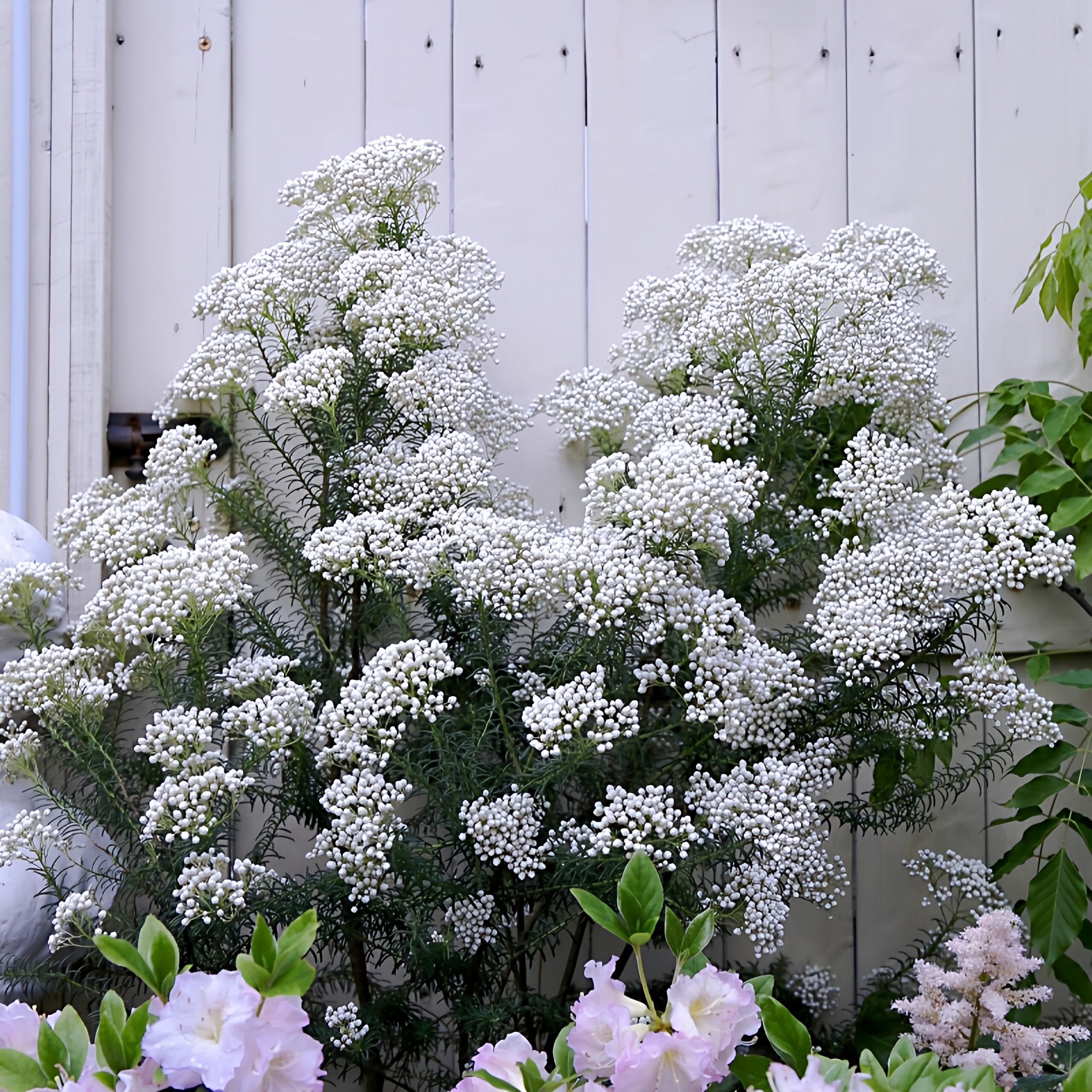 澳洲米花树苗盆栽阳台庭院花镜搭配植物爆米花多年生花卉四季长青