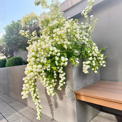 黄金喷泉花苗盆栽彩叶绣线菊