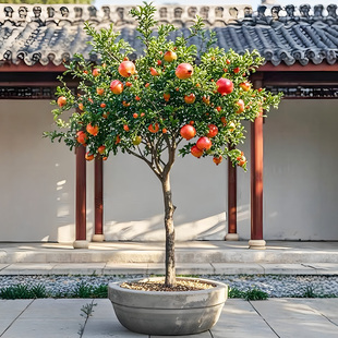 觀賞石榴樹苗陽臺庭院果樹苗別墅景觀特大高桿石榴樹苗綠化風景樹