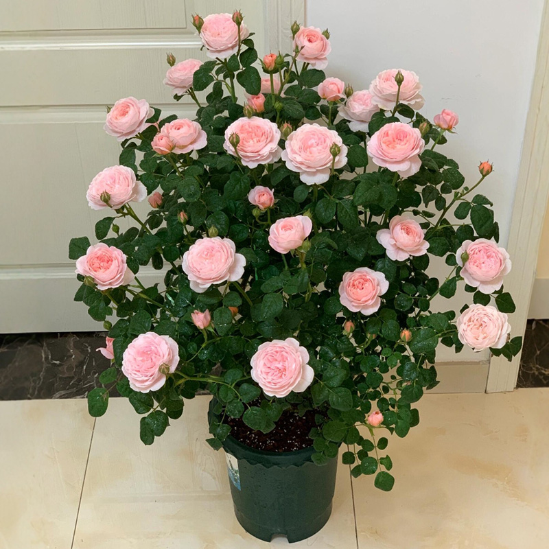 瑞典女王月季花大苗盆栽阳台花园