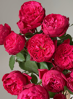 皇家胭脂香水月季花大苗阳台庭院大花玫瑰盆栽暗红色包子浓香花卉