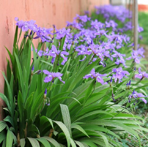 蓝花鸢尾多年生喜阴耐寒