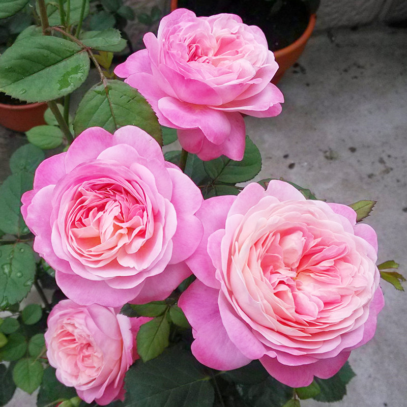 梦之光环浓香月季花大苗阳台四季